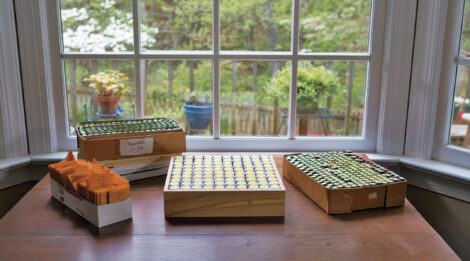 How to Save Tomato Seeds Image